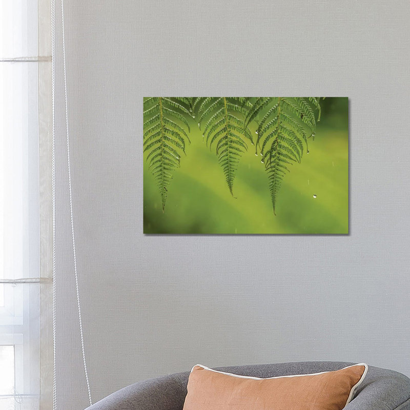 Costa Rica, Sarapique River Valley. Fern In Rain. by Jaynes Gallery - Wrapped Canvas Gallery-Wrapped Canvas Giclée