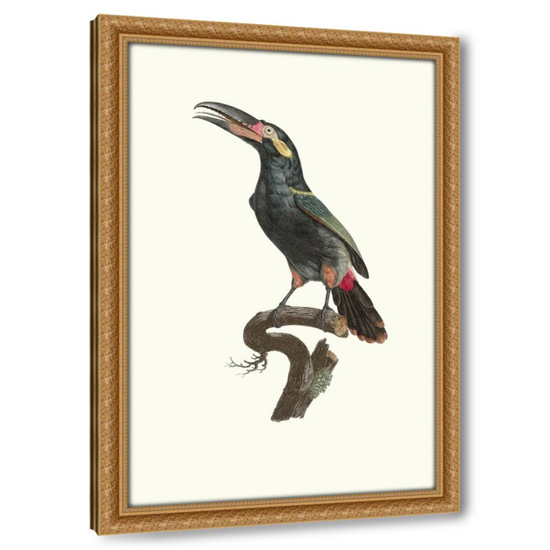 Aracari à collier de la Guyane. (1806), 18" H x 15" W