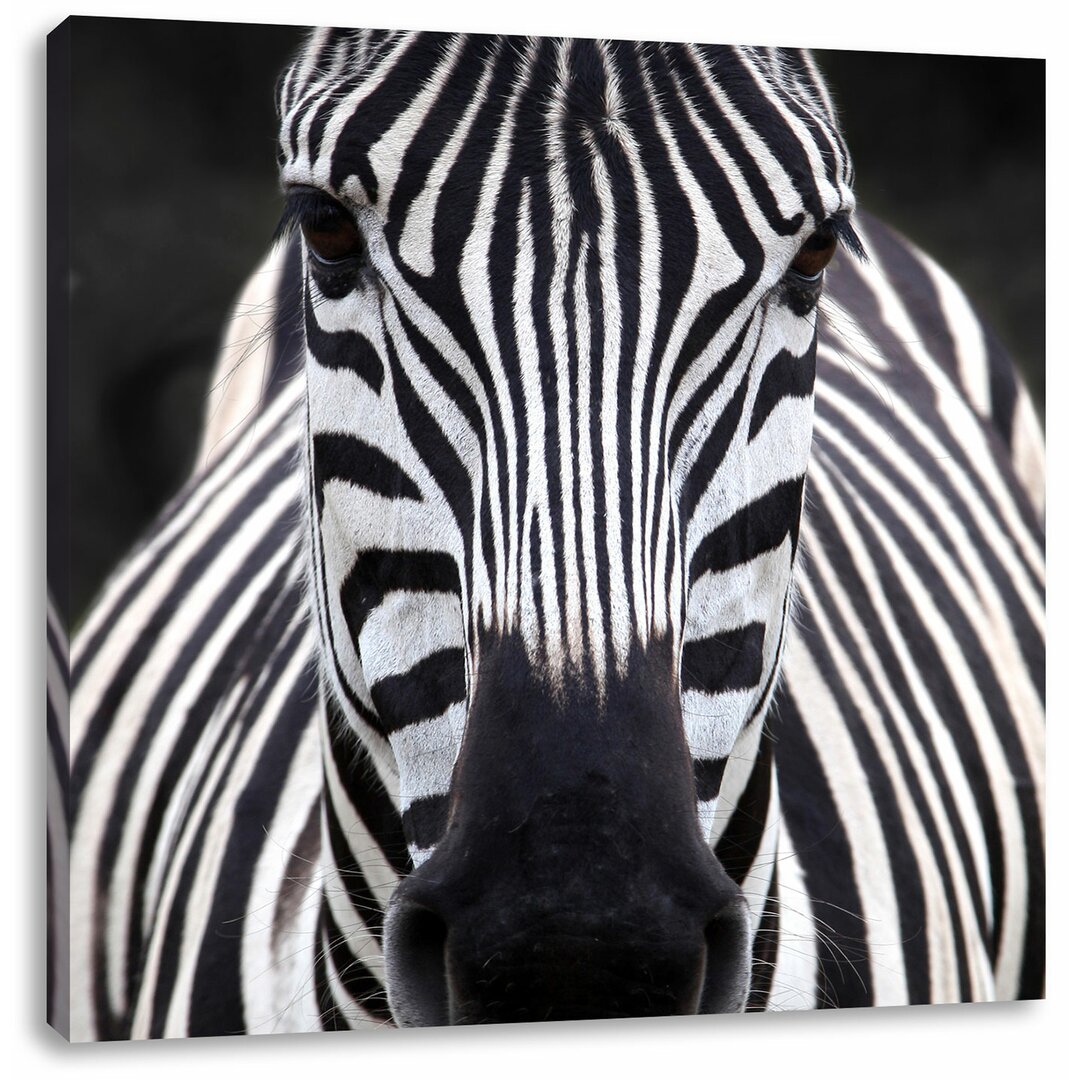 Leinwandbild Zebra Porträt