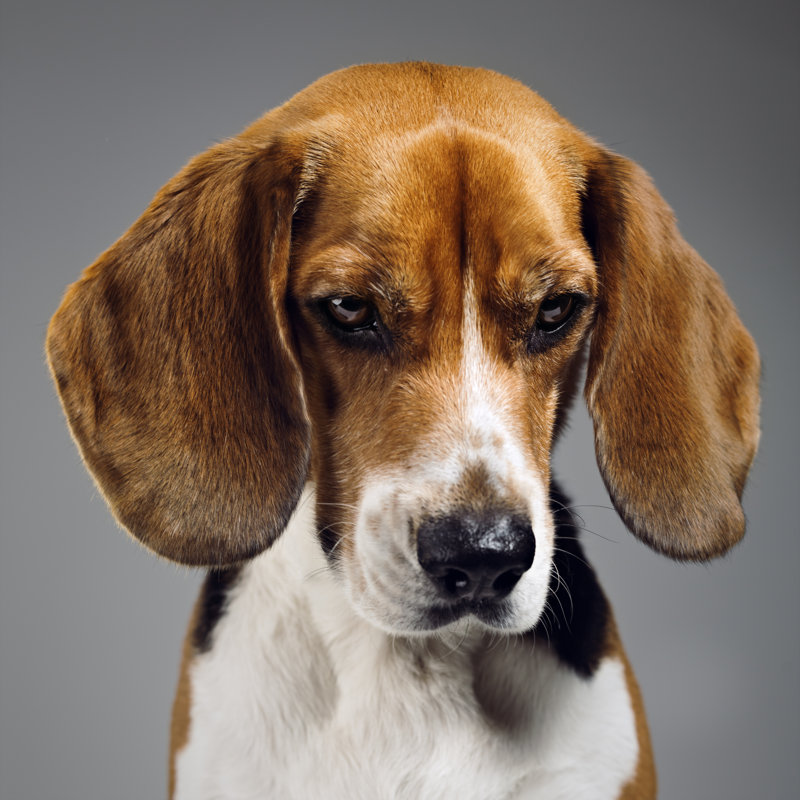 Beagle Dog Portrait by SensorSpot - Wrapped Canvas Print