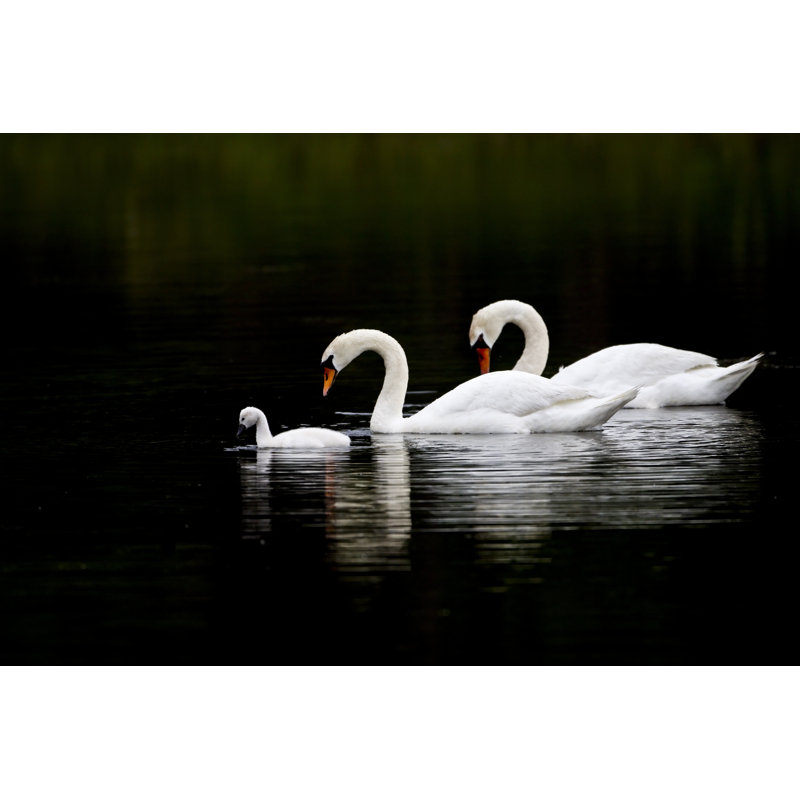 Swan Serenity - Wrapped Canvas Print, 81cm H x 122cm W x 3.8cm D