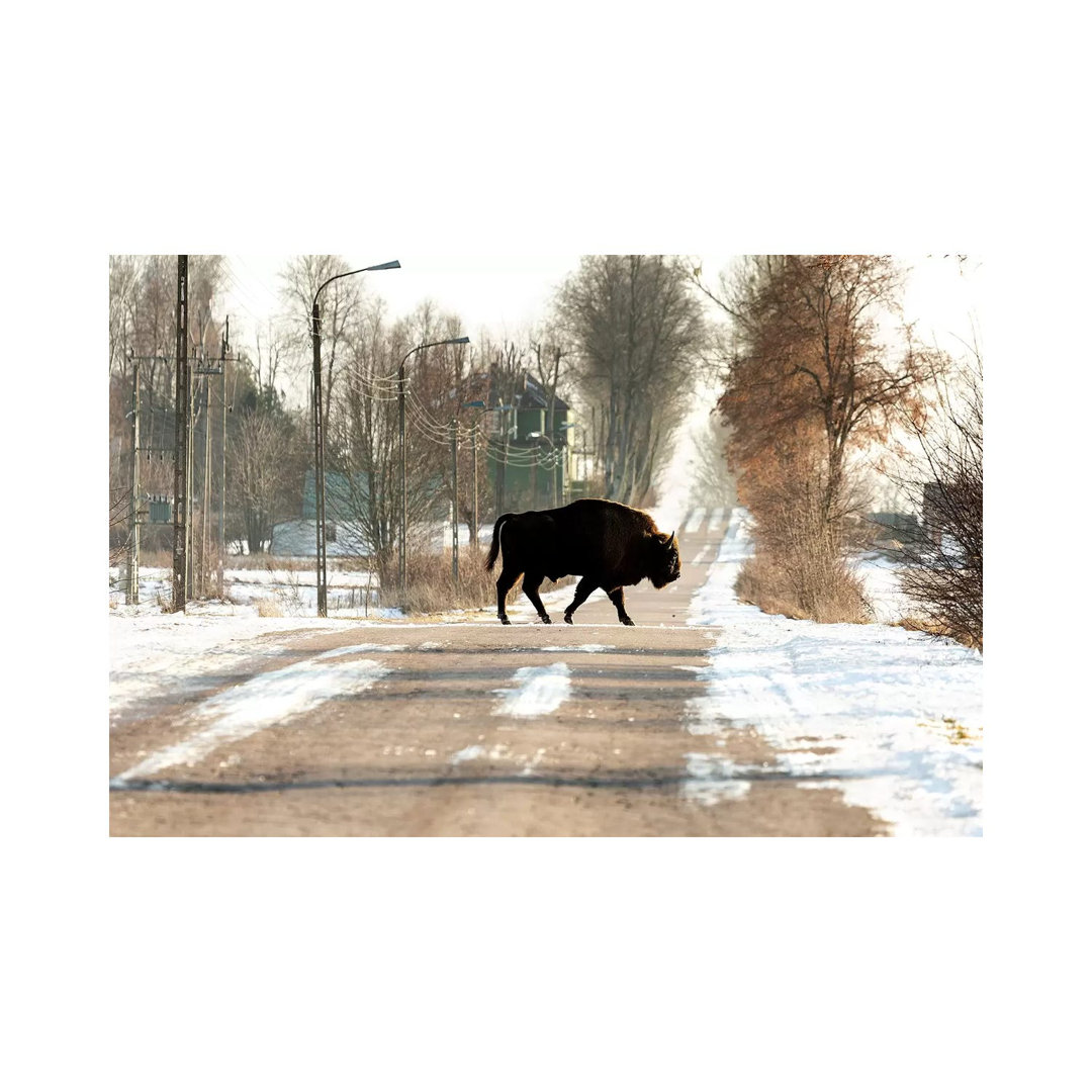Europe, Poland, Podlaskie,European Bison IV by Mikolaj Gospodarek - Gallery-Wrapped Canvas Giclée on Canvas