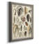 " Seashell Display "-403385114