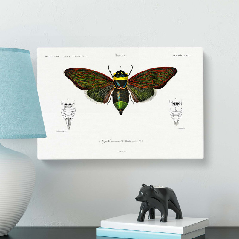 Giant Cicada Illustration by Charles D' Orbigny - Wrapped Canvas Painting, 35cm H x 50cm W x 3cm D