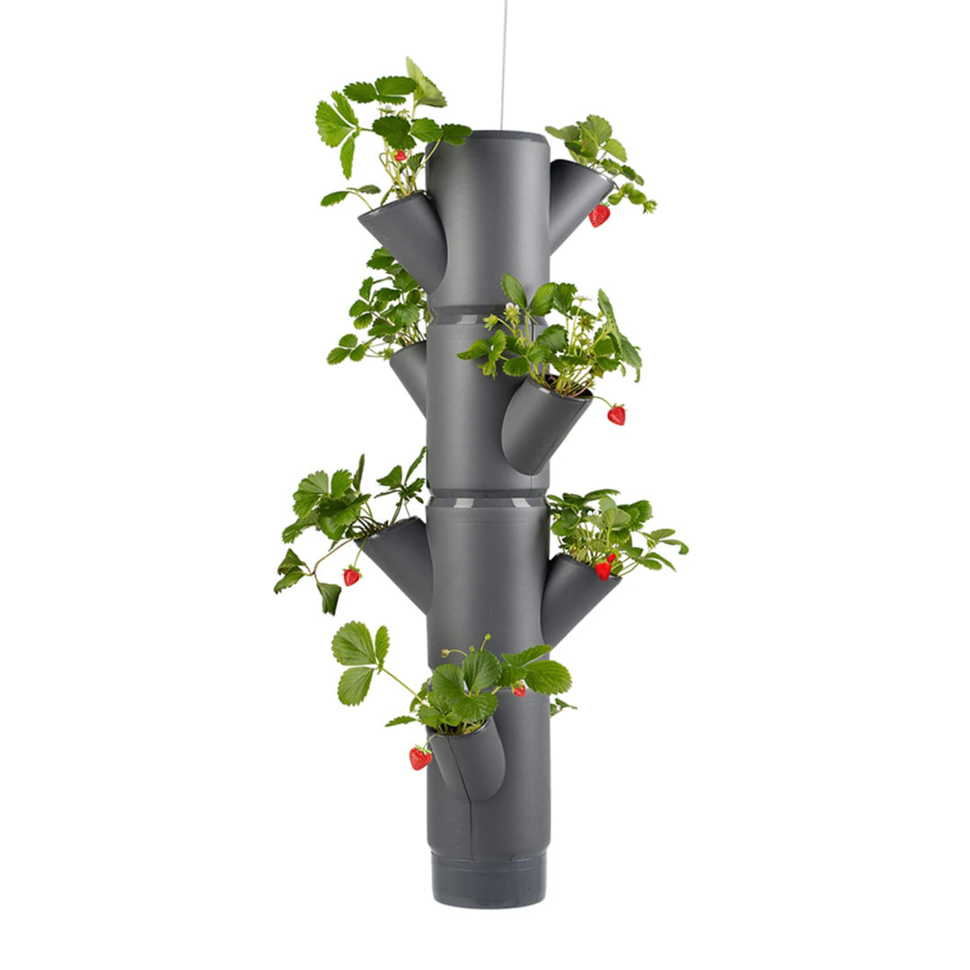 Gusta Garden Anthracite Sissi Strawberry Easy-Watering Strawberry Tree - Hanging - Image 3