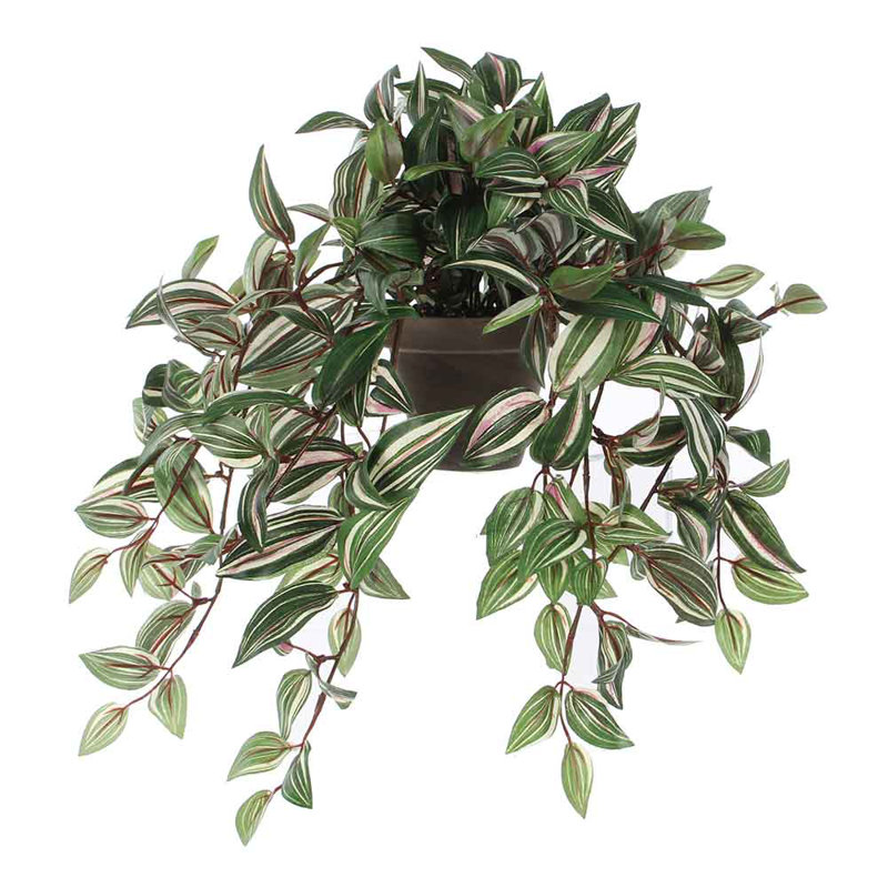 Tradescantia 25cm Plant