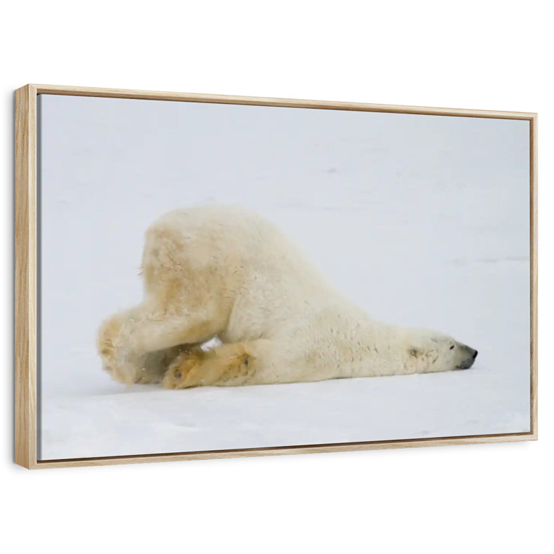Ours polaire paresseux, Cadre flottant en bois naturel, 19 po x 13 po
