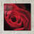 'The Red Rose I' by Lori Deiter, Acrylic Glass Wall Art-1419757668