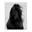 «Black Stallion Horse Portrait», art de la giclée noire encadrée par Carol Walker-105324809-105324808