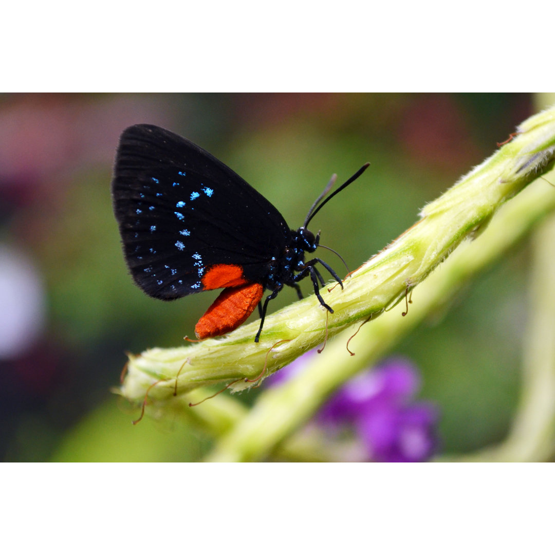 Atala Schmetterling von EvaKaufman - Druck