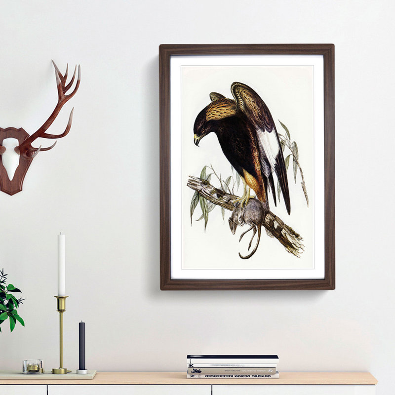 Black-Breasted Buzzard by Elizabeth Gould - Picture Frame Art Print, 48cm H x 36cm W x 2cm D, Walnut Framed