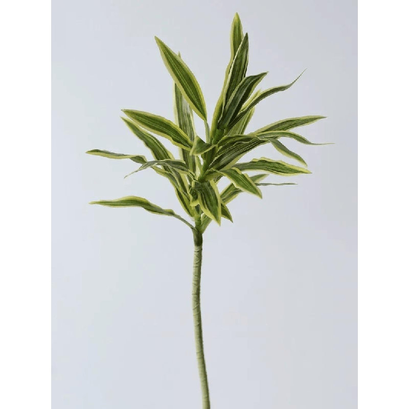 Tige de Dracaena panachée - 31,5 po, [D] 12 Stems