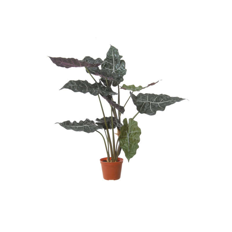 60cm Alocasia Plant in Pot