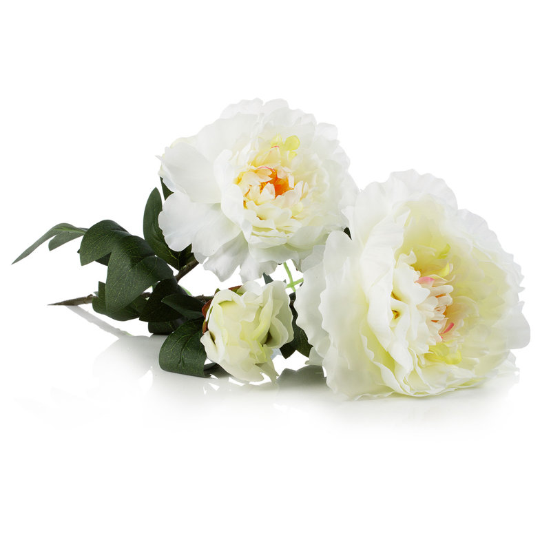 Tige de pivoine 28 po, Crème, crème