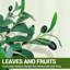 Plant-1040482889