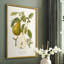 Vintage Pears II, reproduction encadrée - bois massif-1581548931