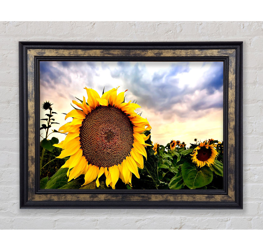 Sonnenblume Close Up In The Sky - Single Picture Frame Kunstdrucke