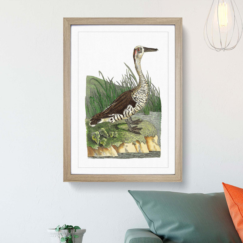 Fasciated Duck by George Shaw - Framed Print, 48cm H x 36cm W x 2cm D, Oak Framed
