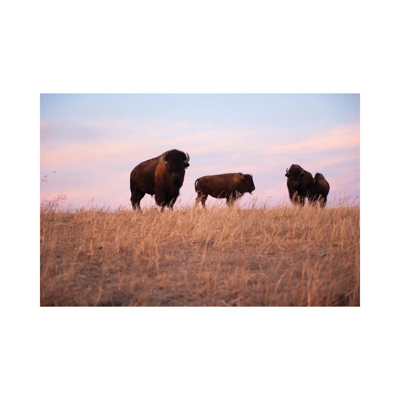 Four Bison Roam On A Ranch Near Valentine, Nebraska by Joel Sartore - Gallery-Wrapped Canvas Giclée on Canvas, Wrapped Canvas