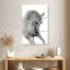 Brampt élégant cheval blanc-108522740