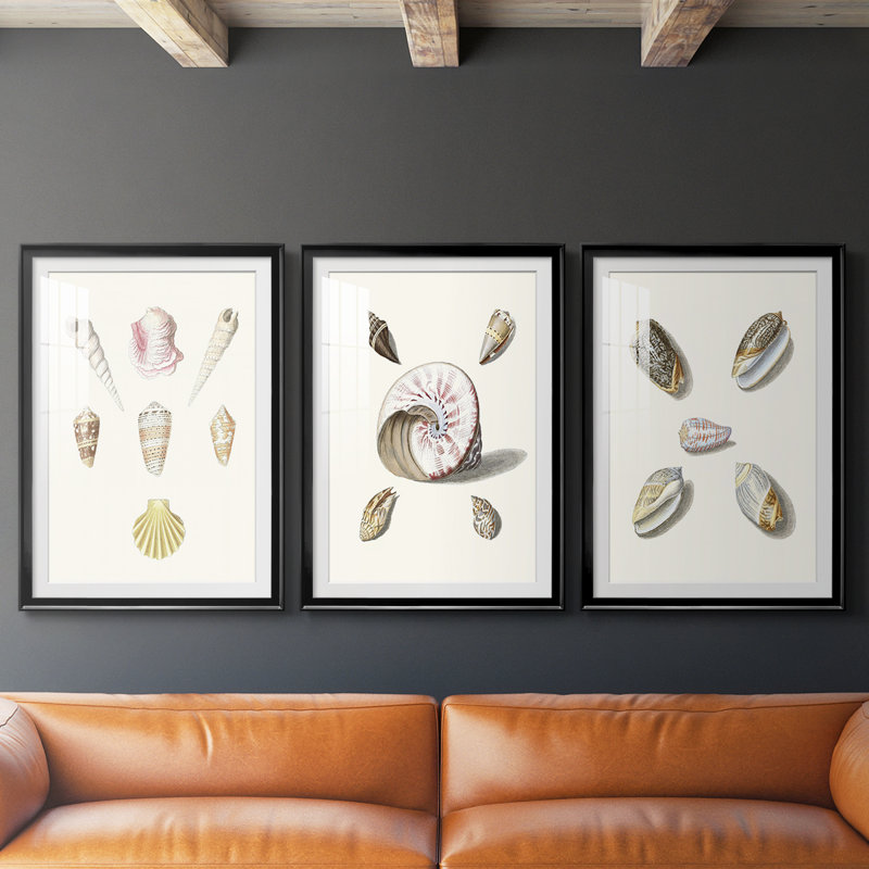 Pastel Knorr Shells I - impression encadrée sur mesure de qualité supérieure - 3 pièces, H 27 po x l 39 po, Noir