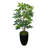 Schefflera Tree in a Round Fiberstone Pot