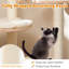 Arbre à chat Tucker Murphy Pet ™ 4-en-1