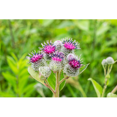 " Purple Flowers "