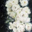 Garden Roses - White Floral Botanical, reproduction sur toile encadrée