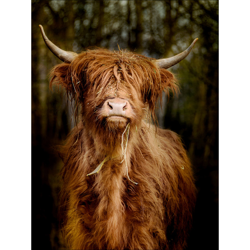 Scottish Highland Cattle VI GLA2406 - Print