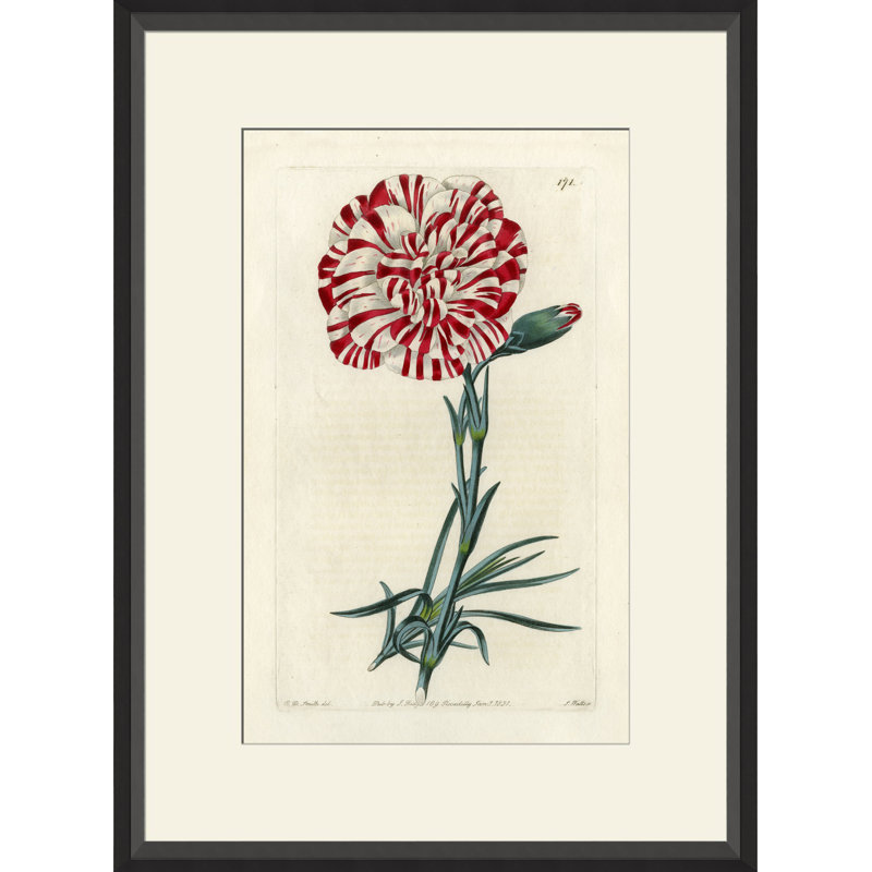 Watts Carnation II - peinture encadrée sur papier