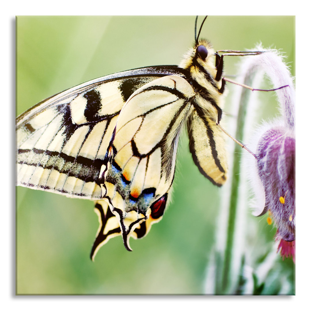 Glasbild Schmetterling Schwalbenschwanz