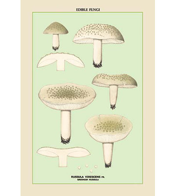 « champignons comestibles : russula vert », impression