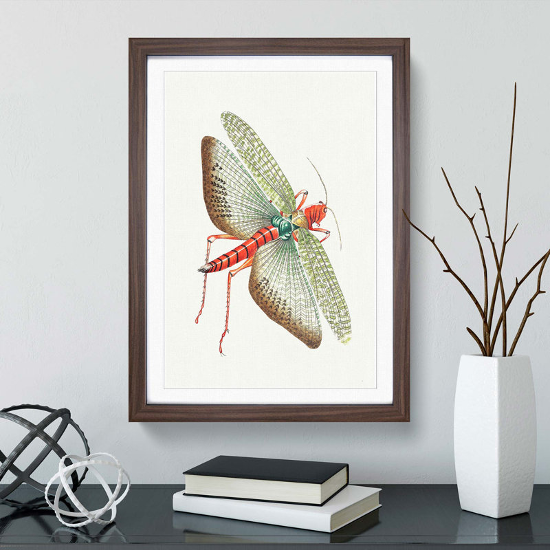 Egyptian Locust by George Shaw - Framed Print, 36cm H x 27cm W x 2cm D, Walnut Framed