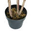 Figuier à trois branches en pot