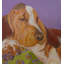 Bassett Housnd Print by Phyllis Adams-64401718