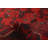 Maahum One-of-a-Kind 4'11" X 6'4" New Age Wool Area Rug in Red