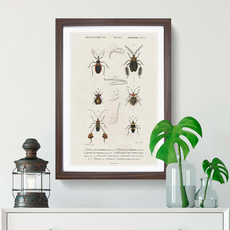 Insect Illustrations PL.6 by Charles d'Orbigny - Picture Frame Painting Print on MDF, Walnut Framed, 65cm H x 48cm W x 2cm D