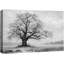 Chêne noir et blanc, art de paysage, photos de bureau, impression sur toile encadrée-132863382-132863385