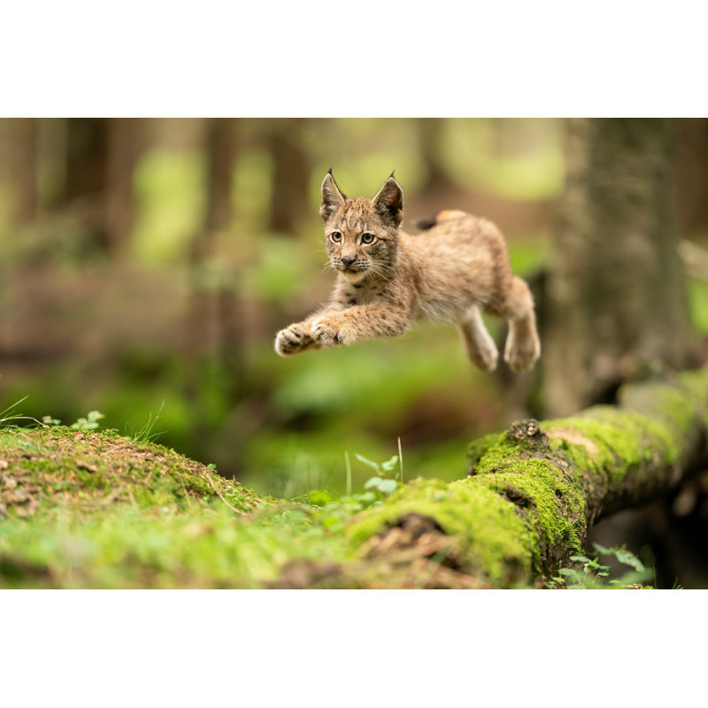 " Lynx Cub Jumpping " by Sduben, 12" W x 8" H