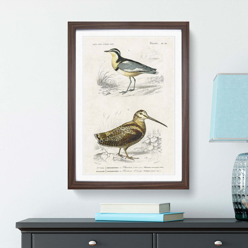 Bird Illustrations PL. 22 by Charles d Orbigny - Framed Print, 33cm H x 24cm W x 2cm D, Walnut Framed