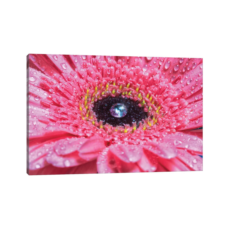 Pink Daisy With Water Droplets by Glauco Meneghelli - Wrapped Canvas Print, 101.6 cm H x 66.04 cm W