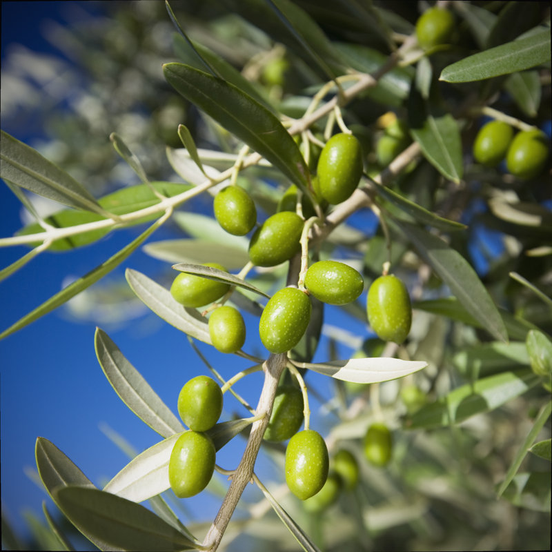 Green Olives by Mbbirdy, 12" H x 12" W