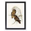 Spotted Owls by Elizabeth Gould - Picture Frame Painting Print-55619820-55619819