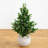 Olive Cone Artificial Topiary Tree in Planter