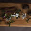 Anastasija Arrangement