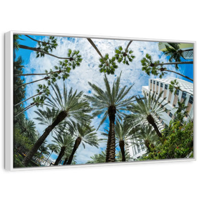 Palmiers de Miami