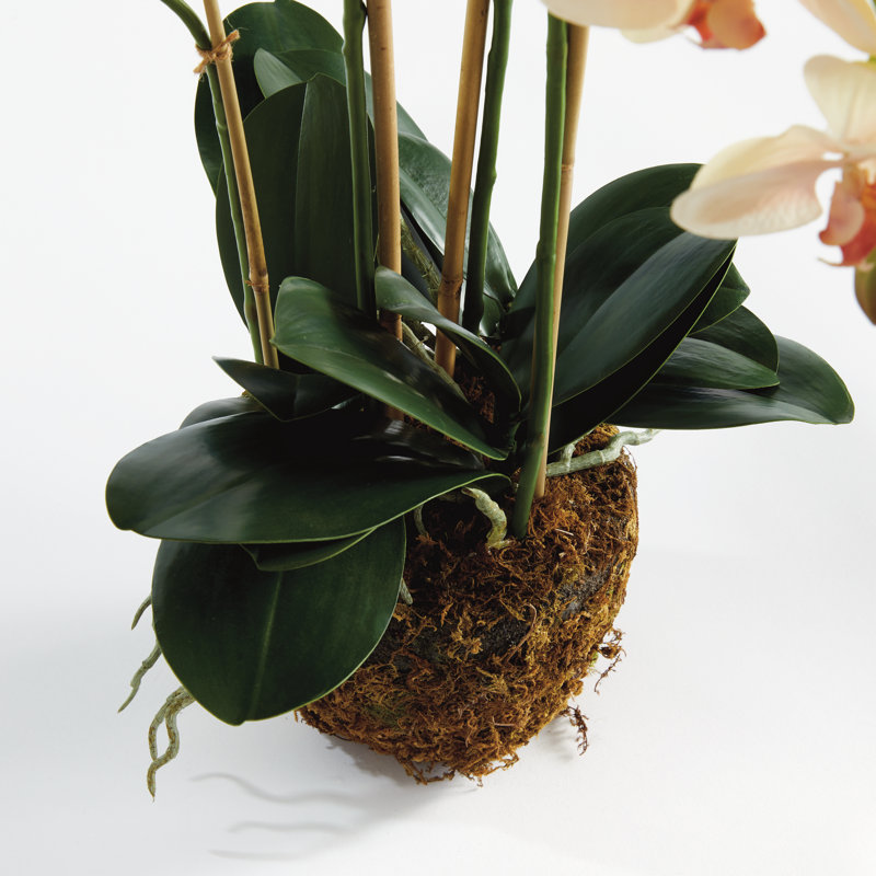 Stiles Handmade Light Pink Orchid with Root Ball