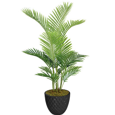 Panama en pot