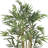 Multi Bambusa Bamboo Silk Tree-171482841